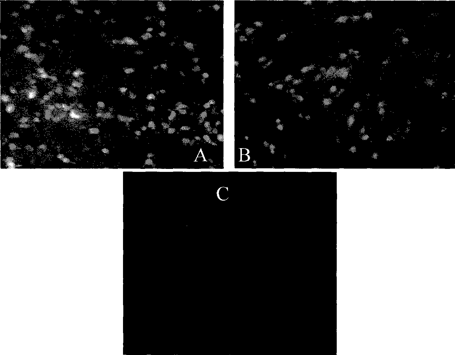 Avian origin promoter expression vector, construction method and use thereof