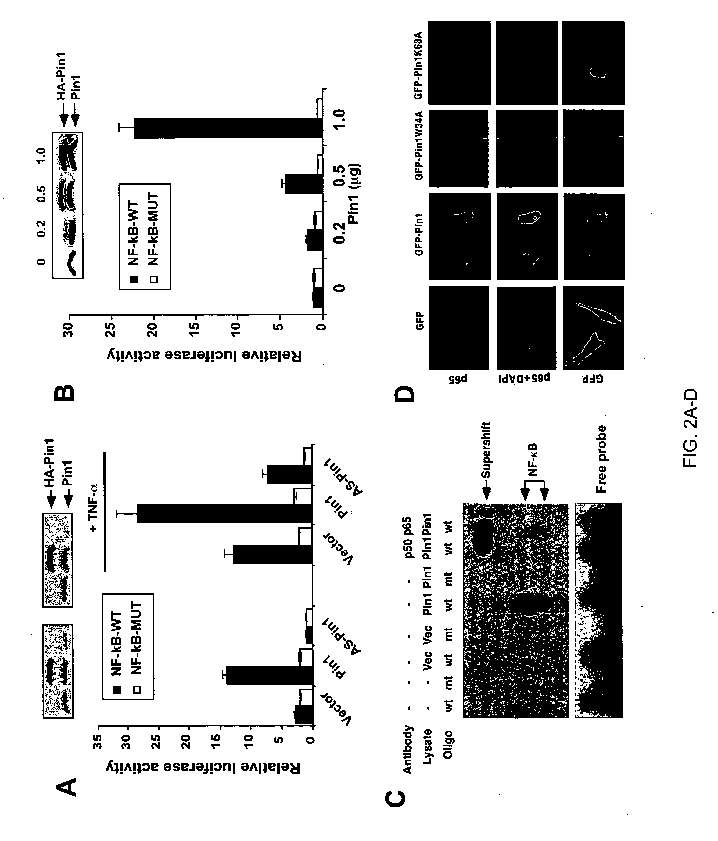 Novel regulatory mechanisms of NF-kappaB