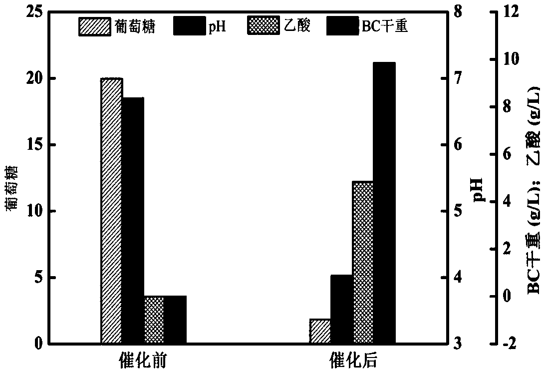 Method for catalytically producing bacterial cellulose by using resting cells of acetic acid bacteria