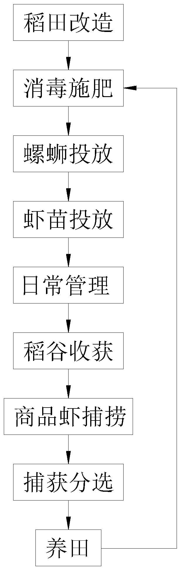 Rice field chicken lobster ecological cycle culture method