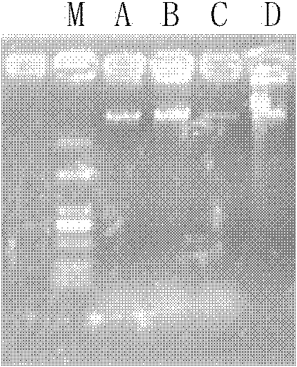 Method for extracting high-quality cell nucleus DNA (Deoxyribonucleic Acid) of plant rich in polysaccharide and polyphenol