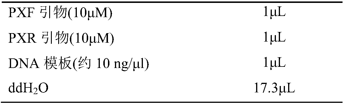 Molecular specific labeled primer and method for identifying eriocheir sinensis