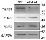 Application of pax4 gene expression inhibitor in the preparation of drugs for inhibiting fibrosis