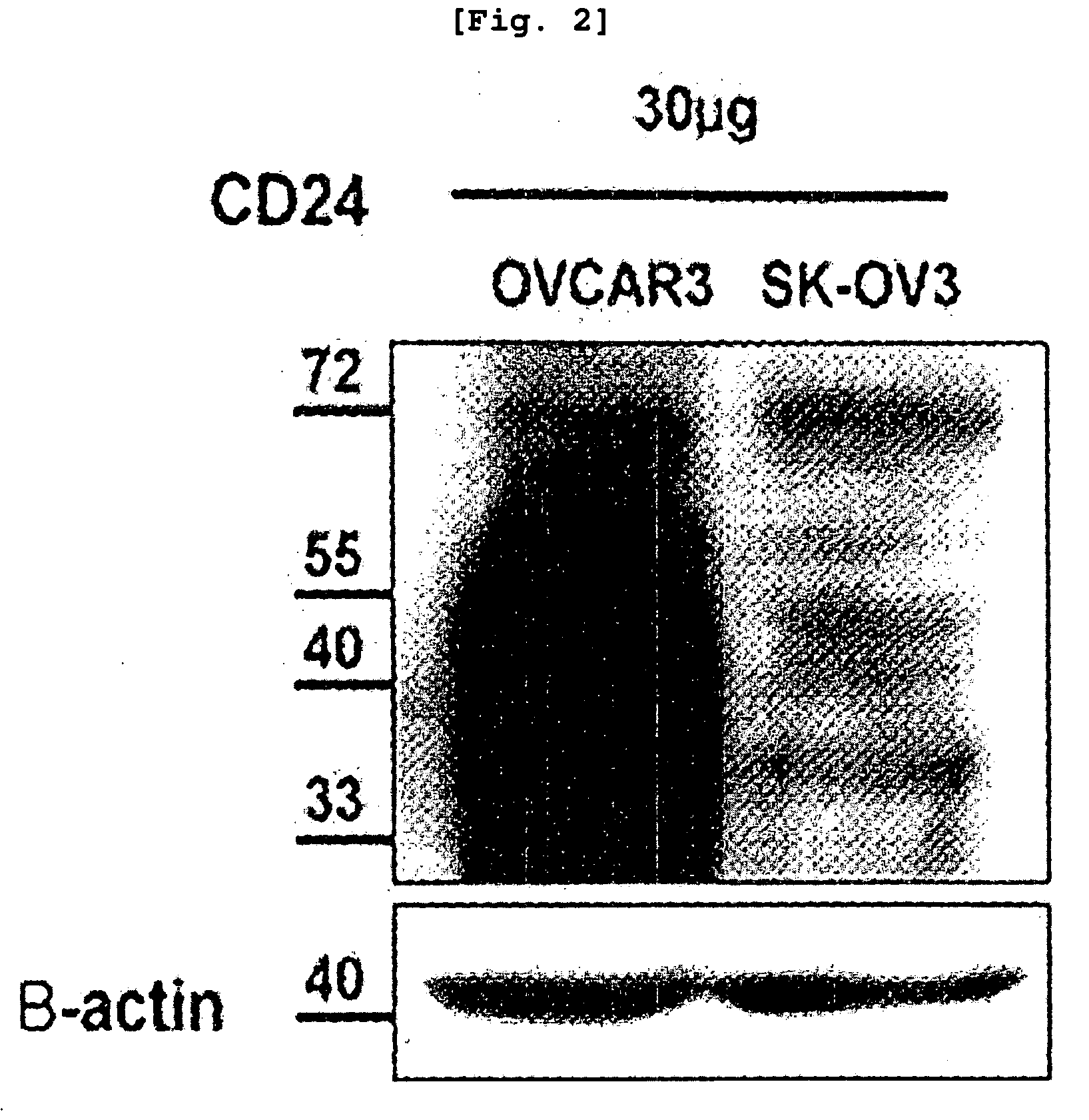 Method to inhibit cancer targeting cd24