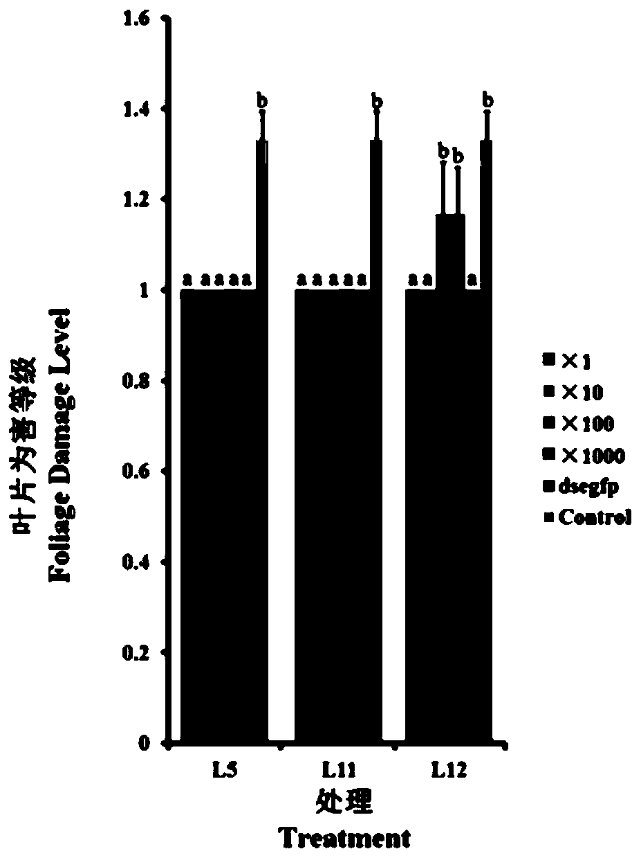 Application and product of dsRNA in potato beetle prevention and control