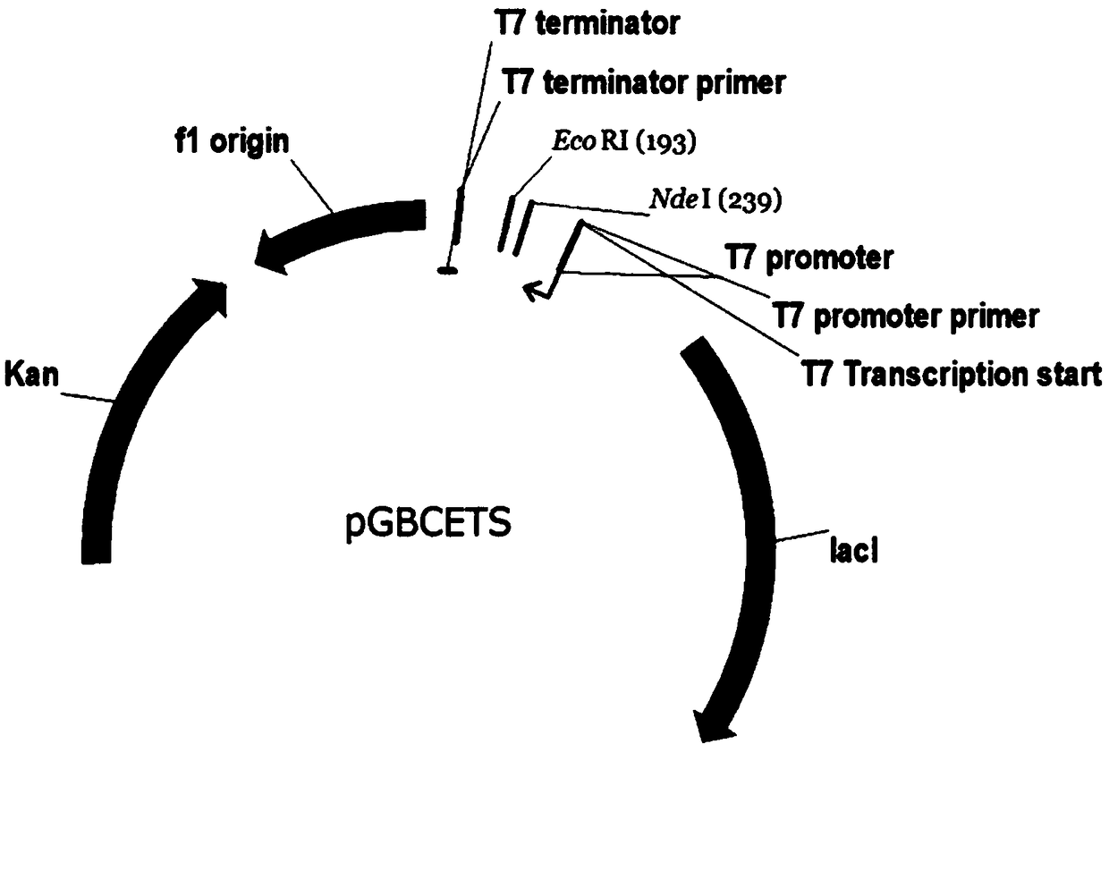 Novel lysyl endopeptidase and preparation method thereof