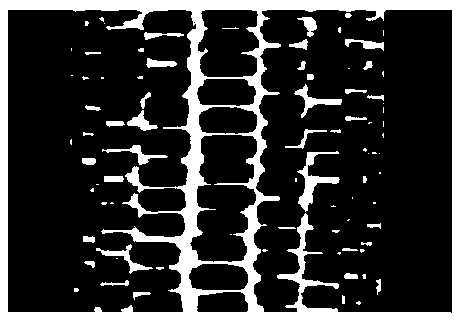 Corn ear symmetry-based row number automatic detection method