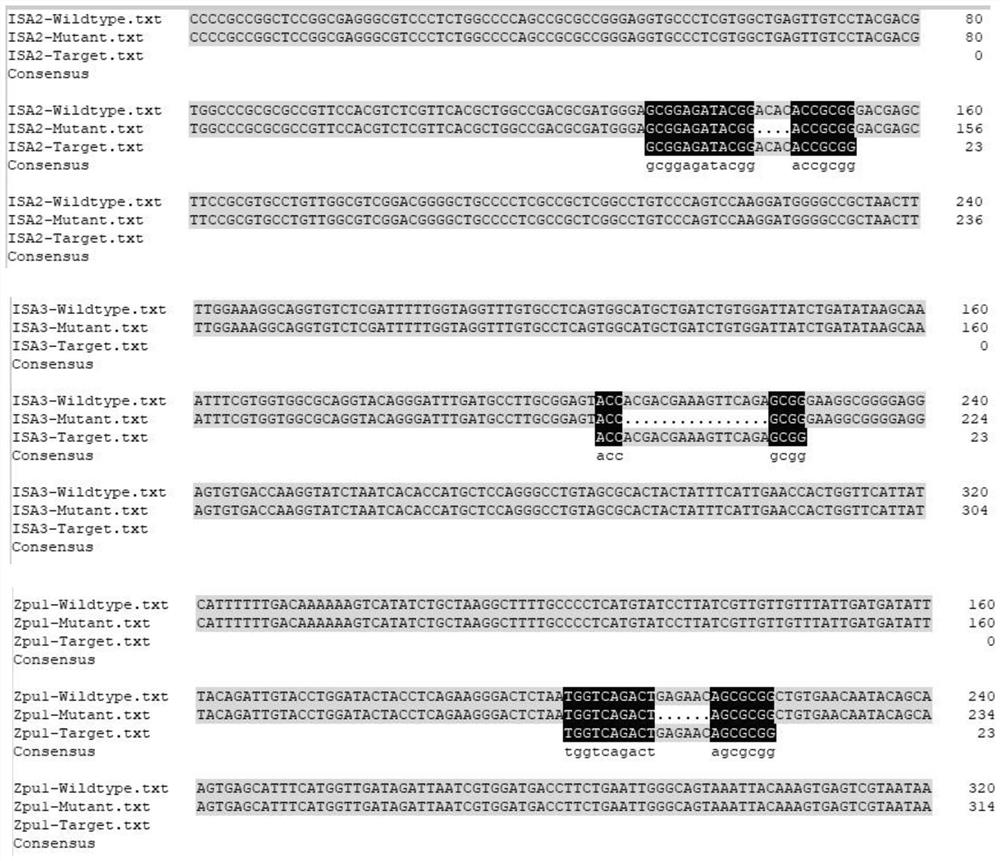 Method for increasing carotenoid content of corn kernels by using gene editing technology