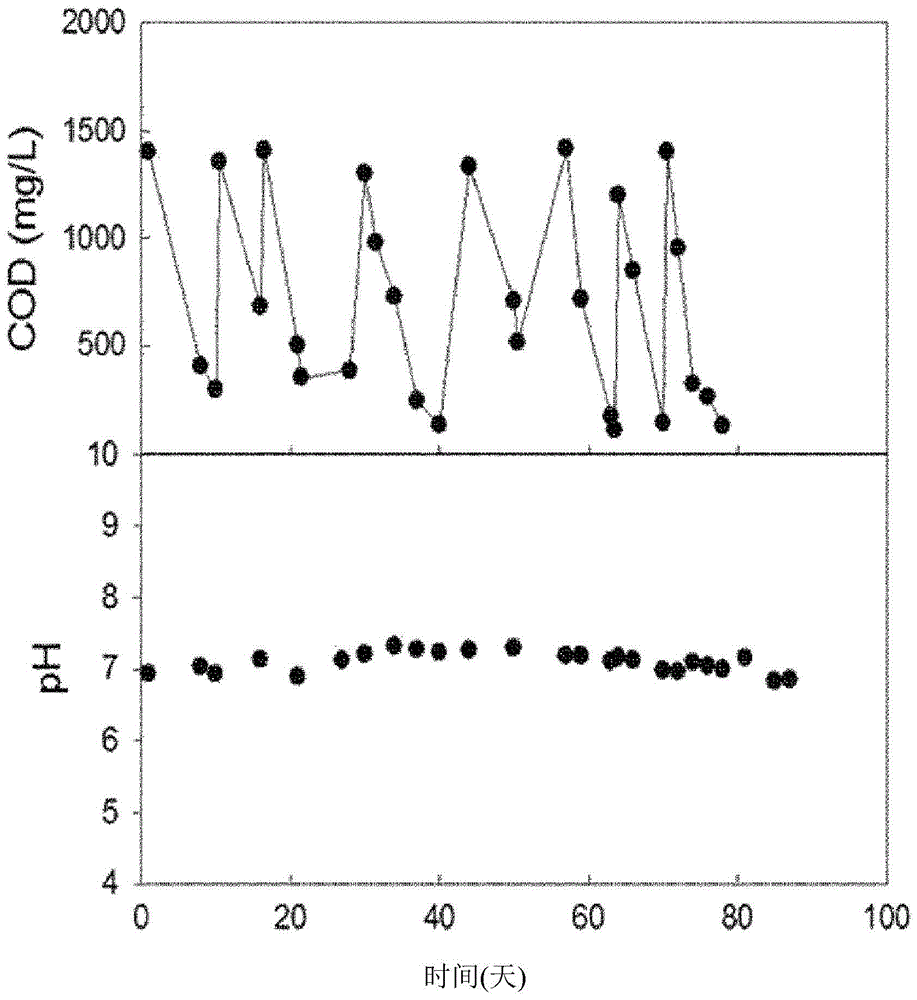 Novel Klebsiella sp. or Candida sp. strain, and microbial fuel cell containing same