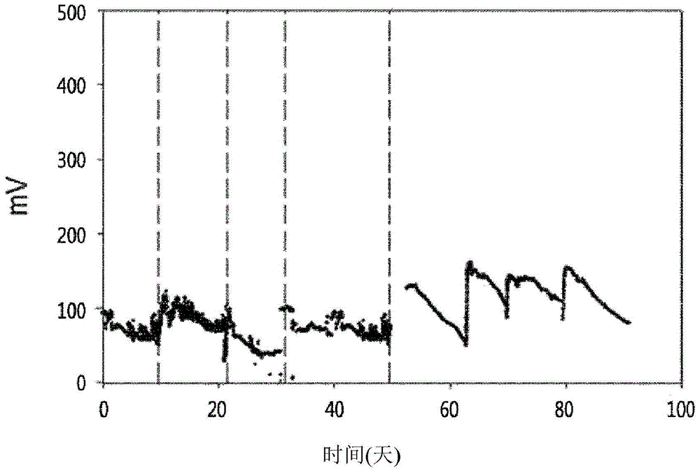 Novel Klebsiella sp. or Candida sp. strain, and microbial fuel cell containing same