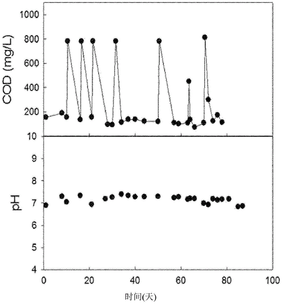 Novel Klebsiella sp. or Candida sp. strain, and microbial fuel cell containing same