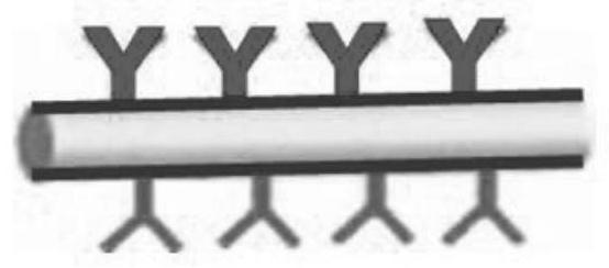 A method for preparing one-dimensional magnetic nanowires for biochemical analysis