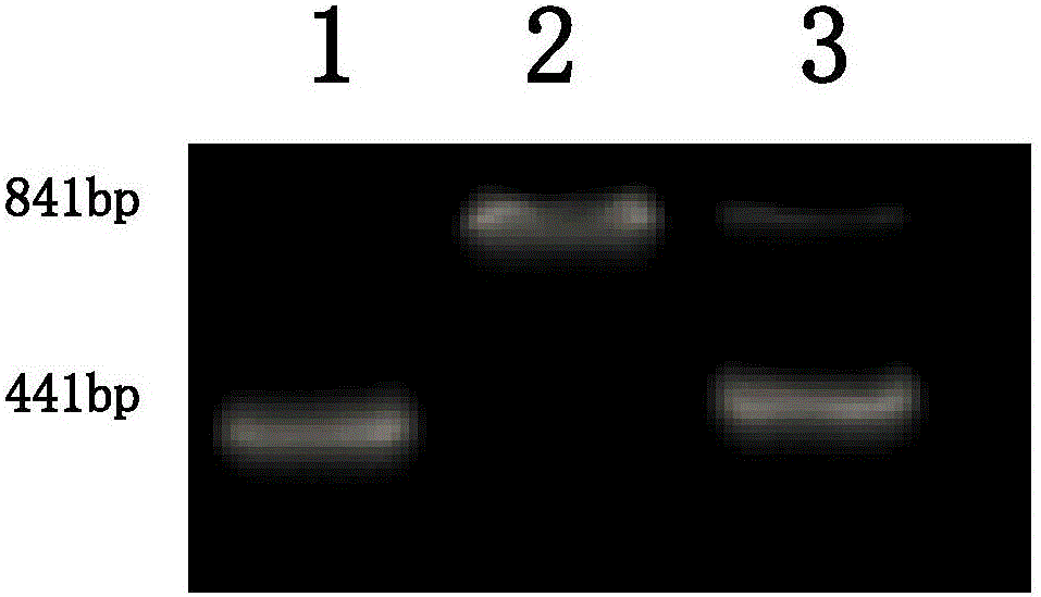 Molecular marker for rice amylose content micro-control genes AGPL3 and application of molecular marker