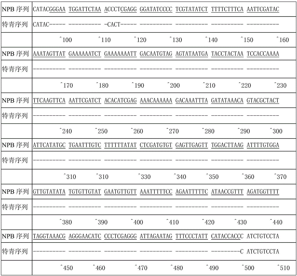 Molecular marker for rice amylose content micro-control genes AGPL3 and application of molecular marker