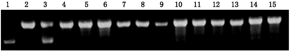 Molecular marker for rice amylose content micro-control genes AGPL3 and application of molecular marker