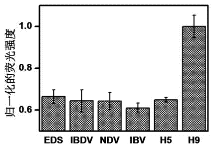 Method and detection kit used for detecting virus