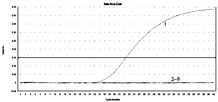 Method for detecting and identifying haliotis discus hannai ino through fluorogenic quantitative PCR