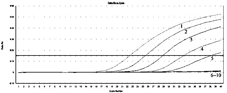 Method for detecting and identifying haliotis discus hannai ino through fluorogenic quantitative PCR