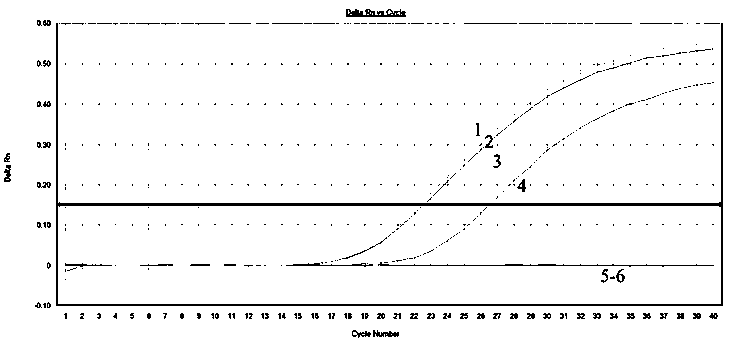 Method for detecting and identifying haliotis discus hannai ino through fluorogenic quantitative PCR