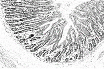 Application of serum ssc-miR-215 as molecular marker on detecting stress injury of intestinal tract of pigling