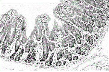 Application of serum ssc-miR-215 as molecular marker on detecting stress injury of intestinal tract of pigling