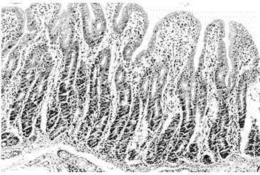 Application of serum ssc-miR-215 as molecular marker on detecting stress injury of intestinal tract of pigling