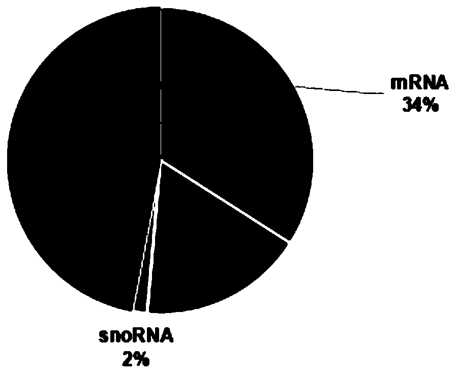 Medium-small-length RNA high-throughput sequencing library building method and application thereof