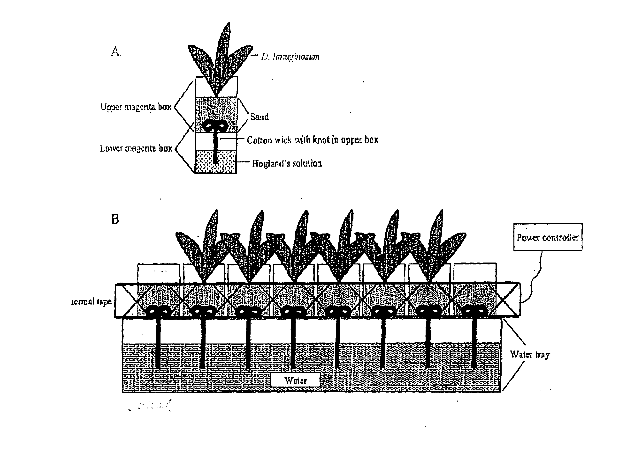 Use of Endophytic Bacteria to Treat Plants