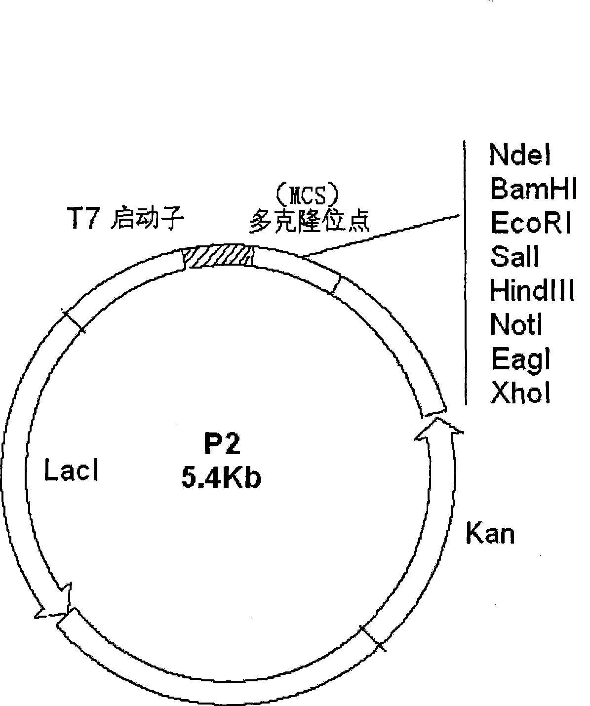 Method for detecting and capturing antibody indirectly marked with nanometer granule and kit thereof