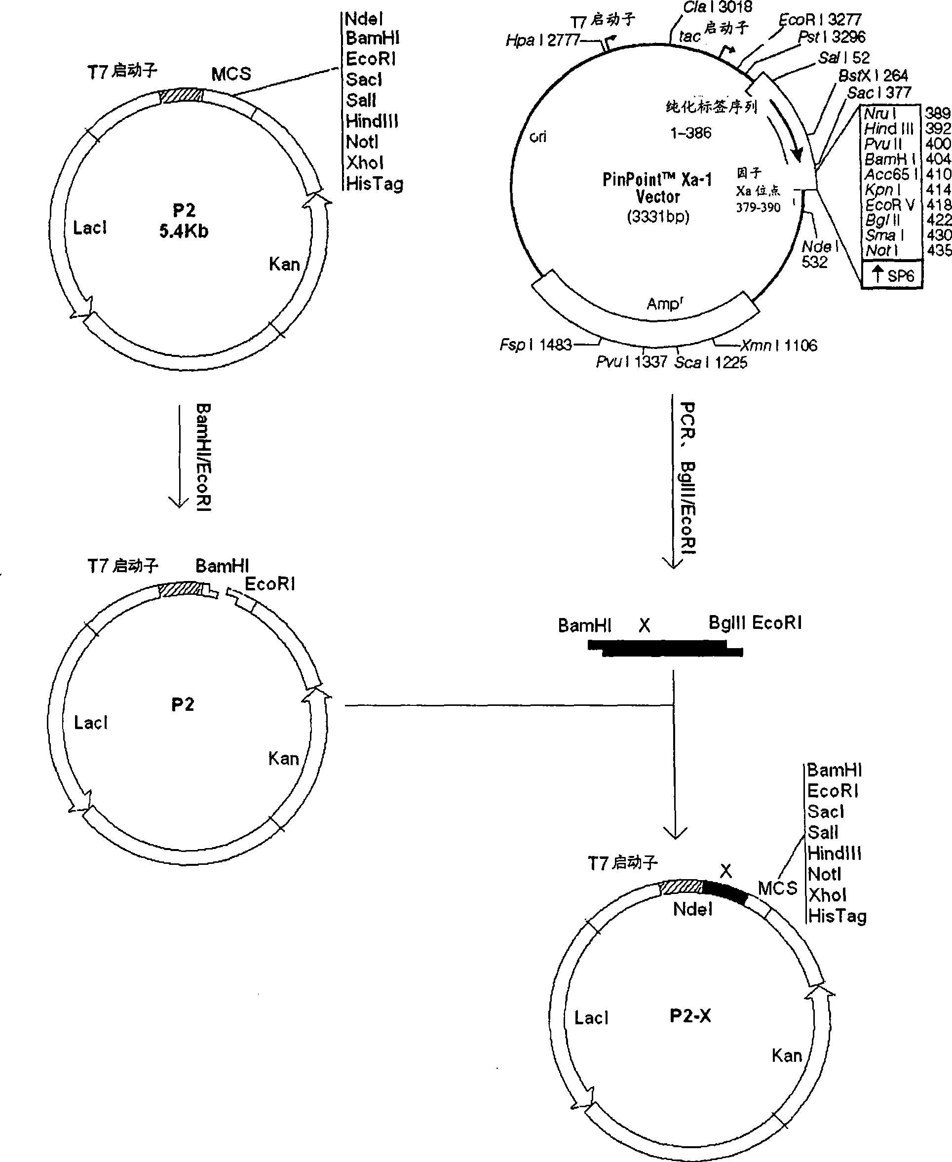 Method for detecting and capturing antibody indirectly marked with nanometer granule and kit thereof