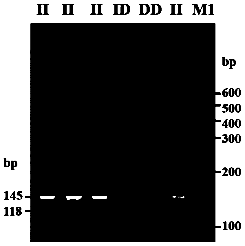 Detection method of insertion/deletion polymorphism of goat DNAH1 gene and application of detection method