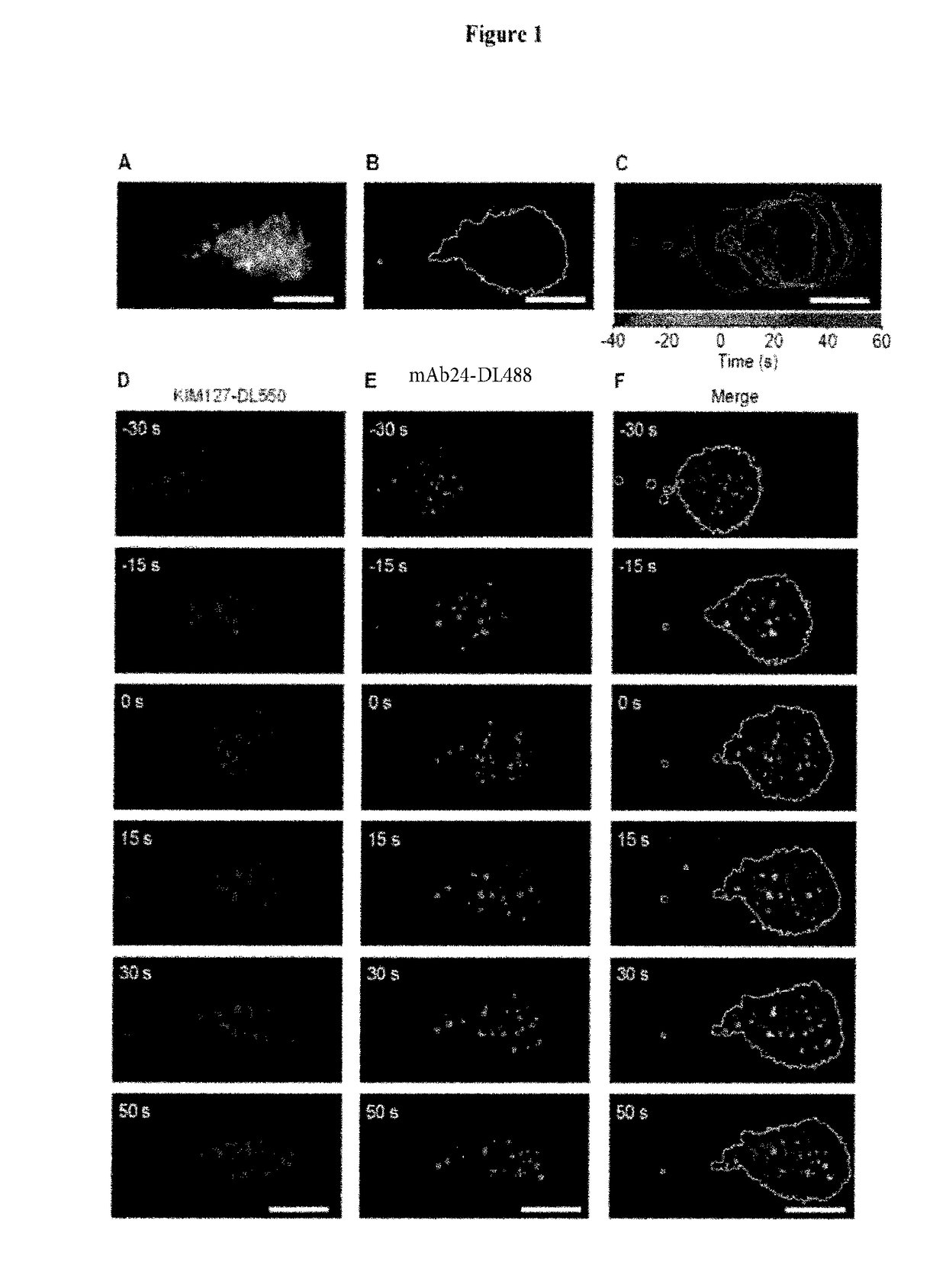 Methods and compositions using integrin-based therapeutics