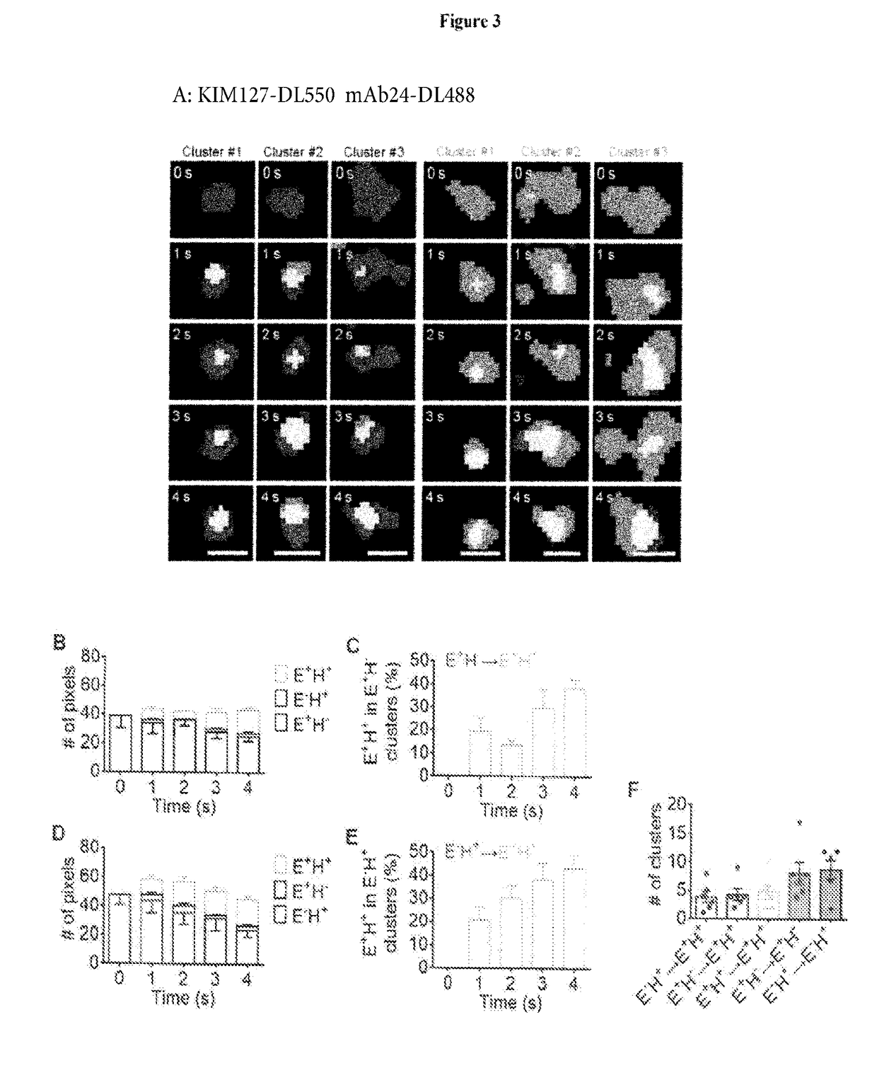 Methods and compositions using integrin-based therapeutics