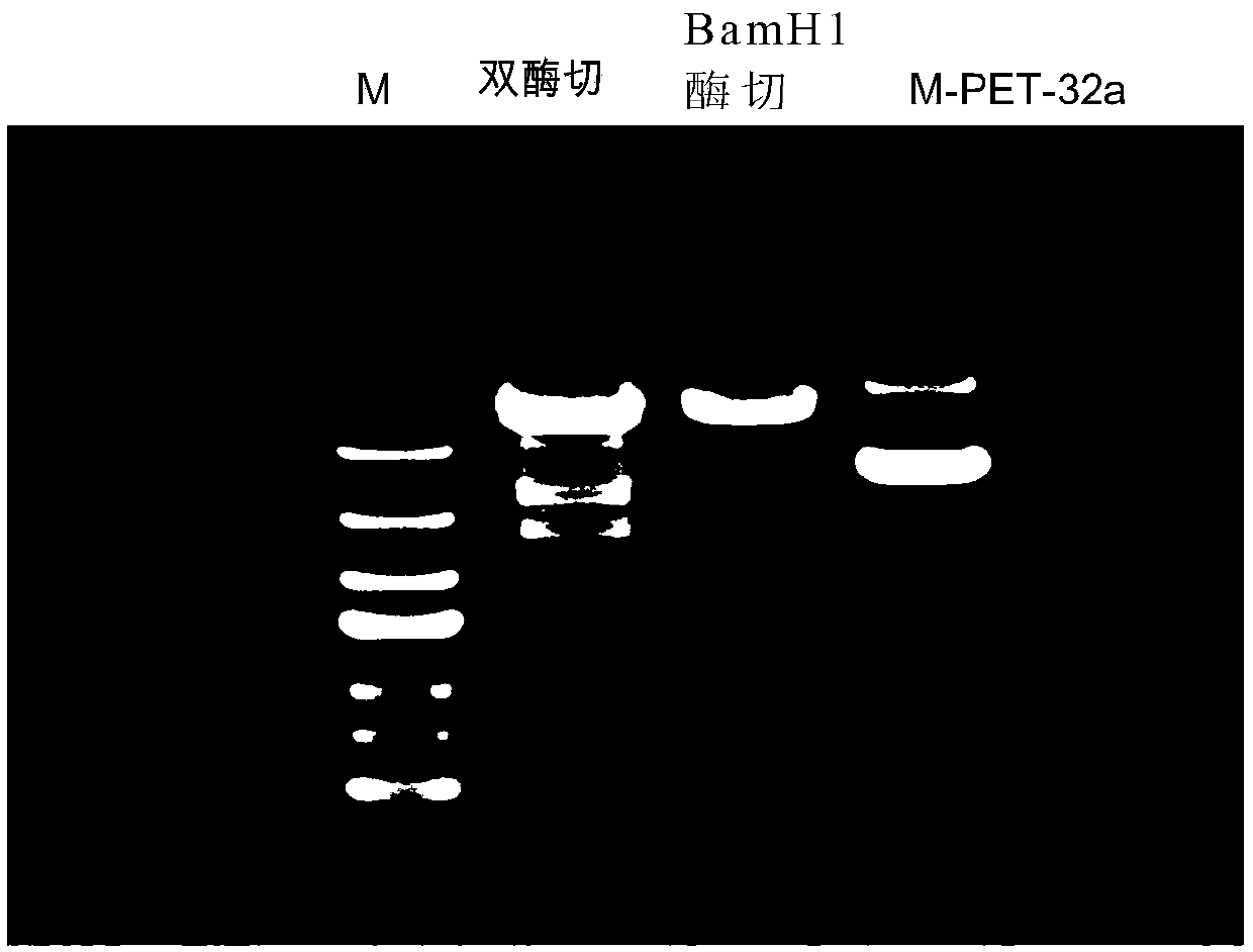 Antithrombotic polypeptide cystatin-T and preparation method and application thereof