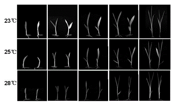 Gene YWL1 for controlling rice leaf color at low temperature and application of gene YWL1