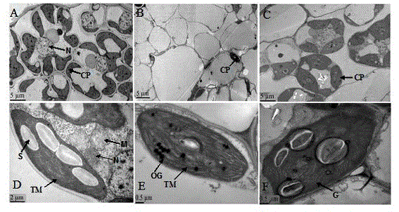 Gene YWL1 for controlling rice leaf color at low temperature and application of gene YWL1