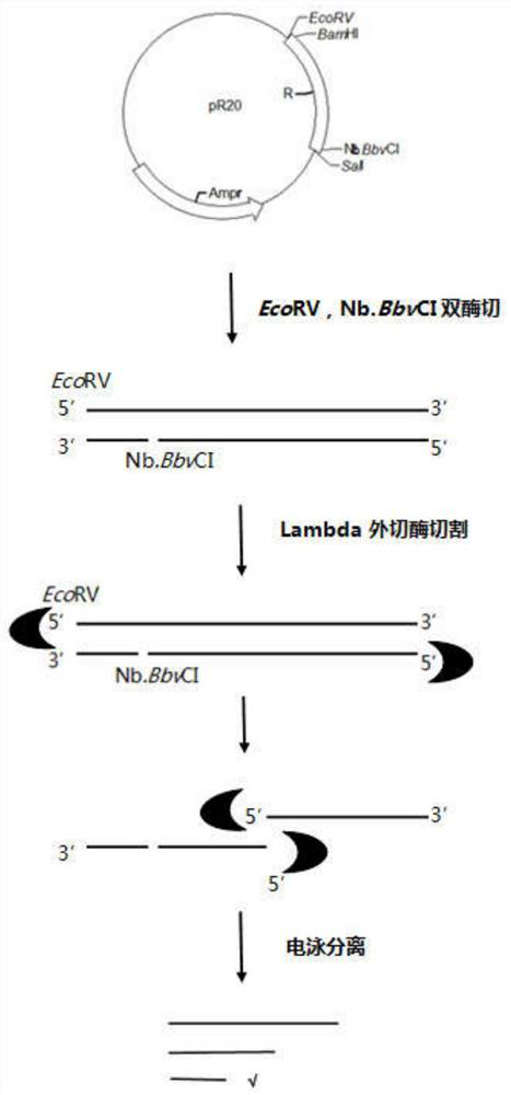 A method for preparing long dna probes containing multiple repeating units