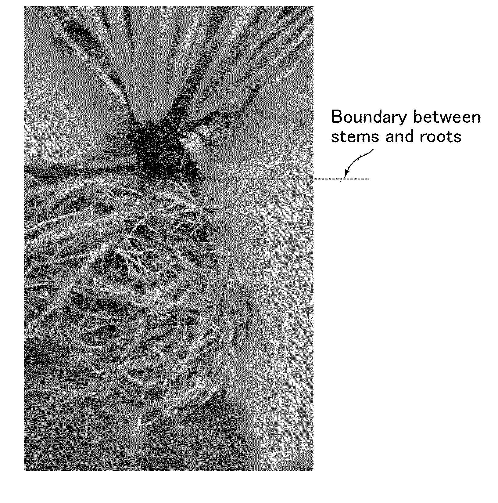 Method for extracting latex, method for cultivating plant of asteraceae family, method for producing pneumatic tire, and method for producing rubber product