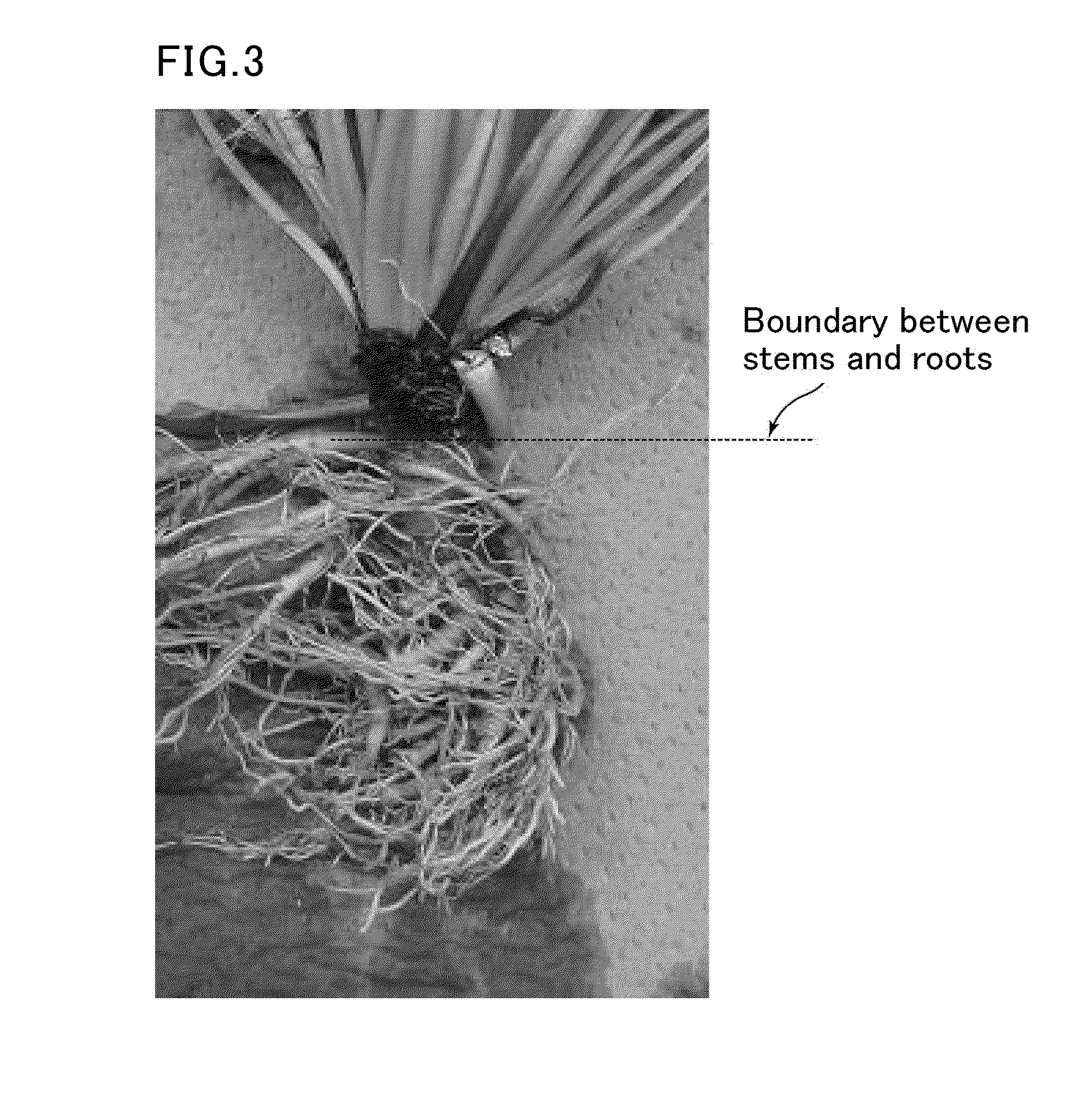 Method for extracting latex, method for cultivating plant of asteraceae family, method for producing pneumatic tire, and method for producing rubber product