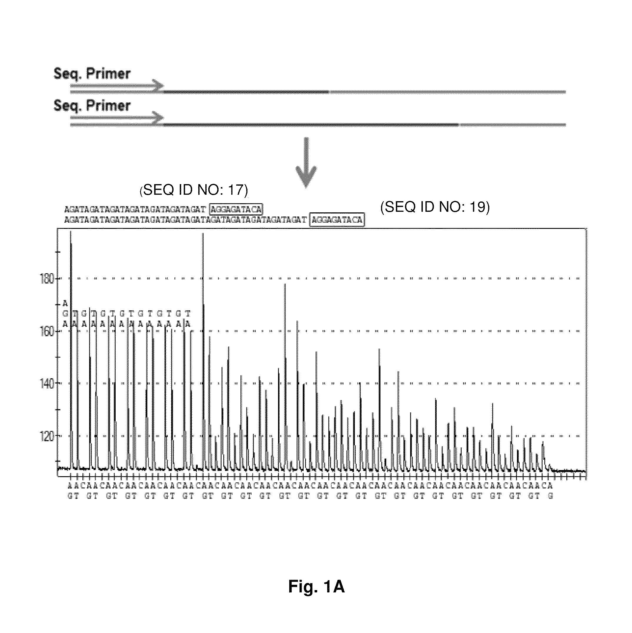 DNA template tailoring using PNA and modified nucleotides