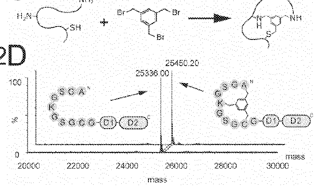 Modification of polypeptides