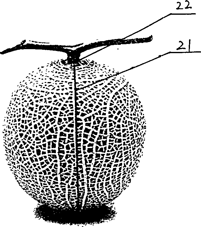 Method for making food model