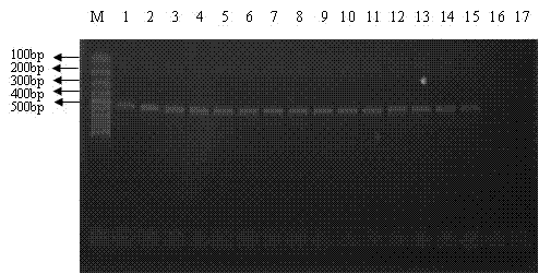 Method for detecting spotted wing drosophila