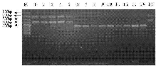 Method for detecting spotted wing drosophila