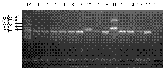 Method for detecting spotted wing drosophila