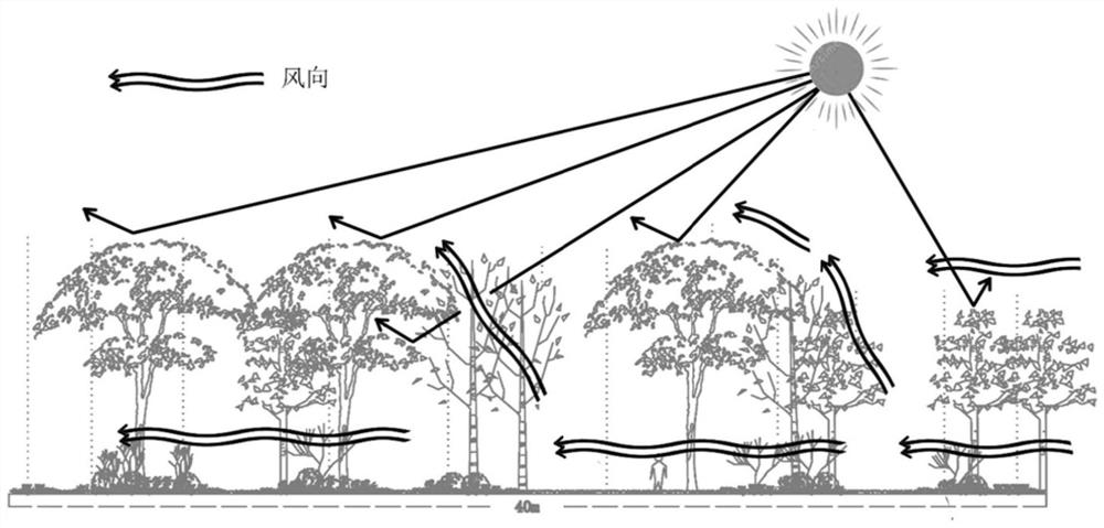 A cooling and wind-guiding plant community in hot and humid areas and its construction method