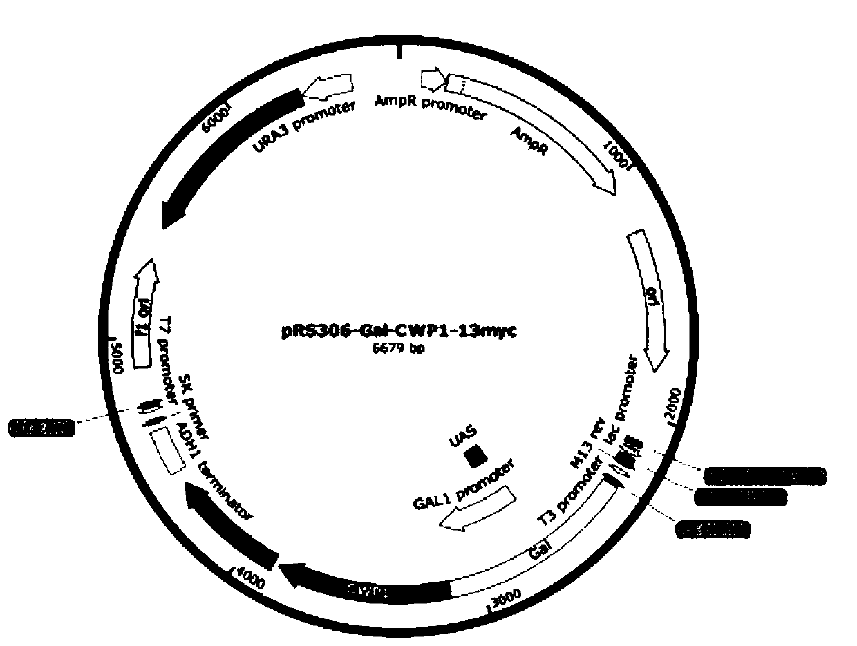 Gene traceless editing carrier and application of gene traceless editing carrier to organism gene editing