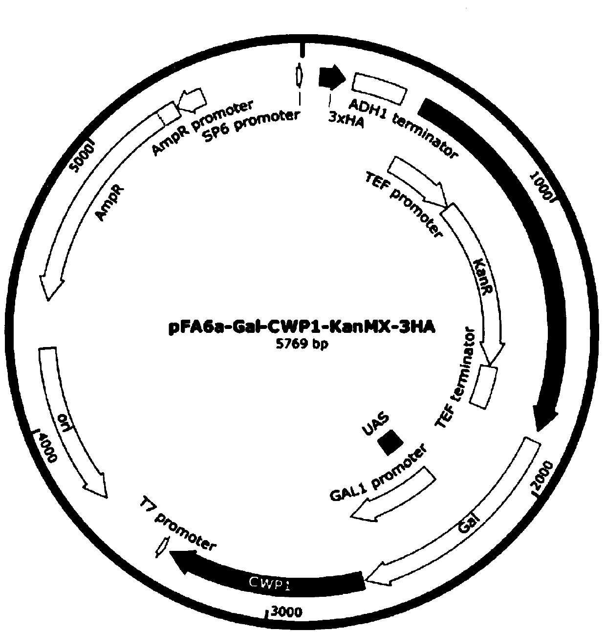 Gene traceless editing carrier and application of gene traceless editing carrier to organism gene editing