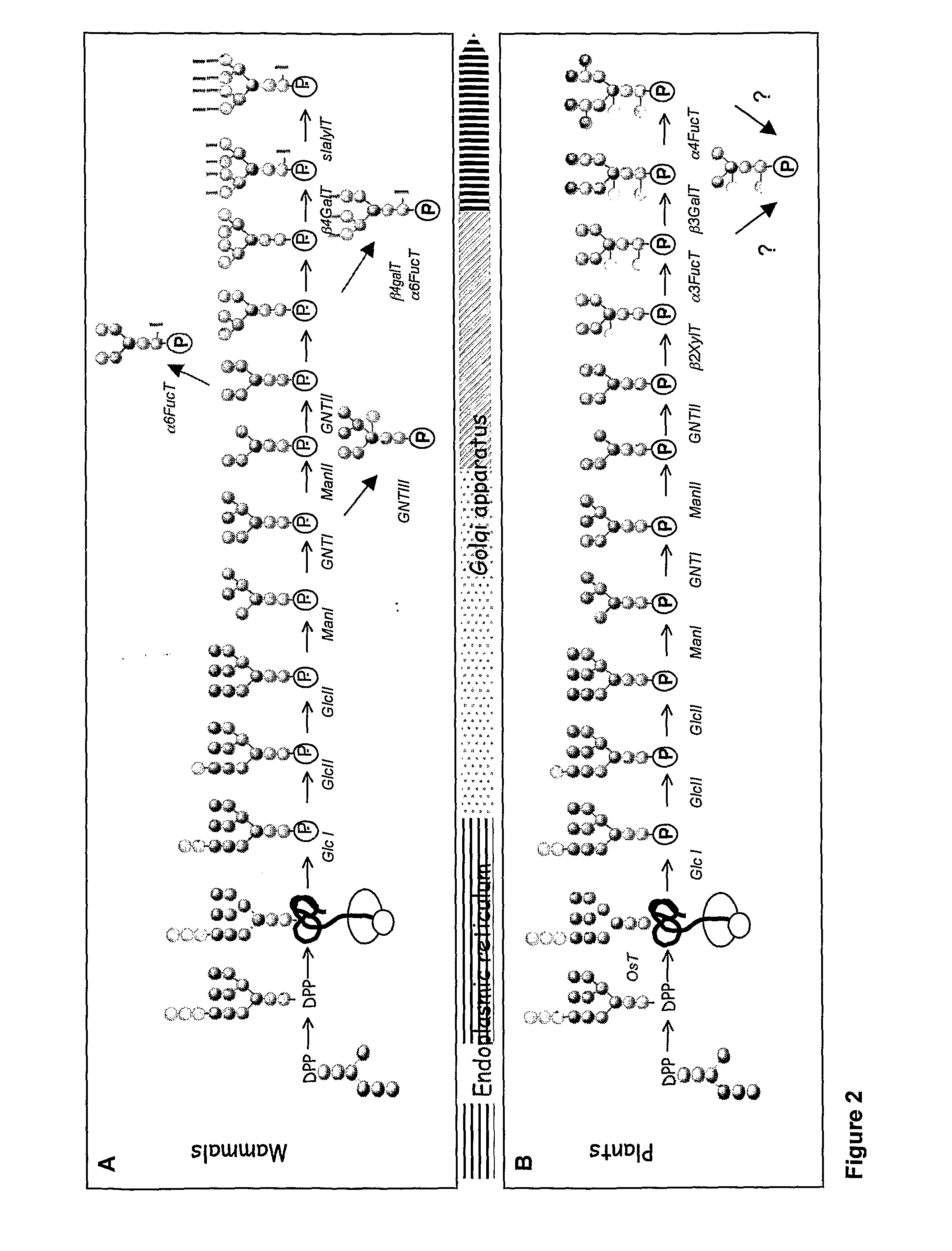 Set of sequences for targeting expression and control of the post-translational modification of a recombinant polypeptide