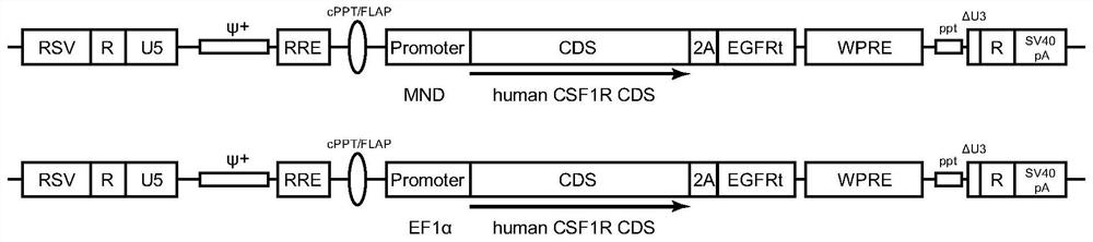 A gene therapy carrier and its use